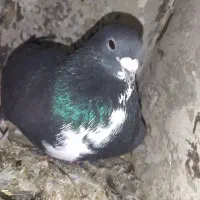 تعدادی کبوتر|پرنده|مینودشت, |دیوار