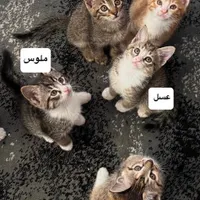 واگذاری بچه گربه