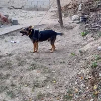 سگ‌ژرمن‌|سگ|قوچان, |دیوار