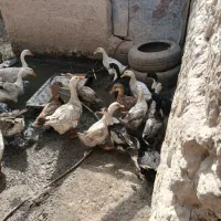 بوقلمون و اردک فروشی|حیوانات مزرعه|زابل, |دیوار