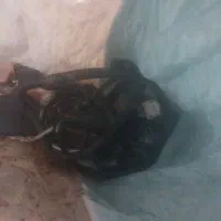 تعدادی وسیله