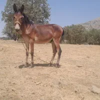 قاطر۱۴ ماهه نر قد بلند