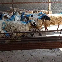 43راس گوسفند استاق گوزلی چاق فلکه شهرک