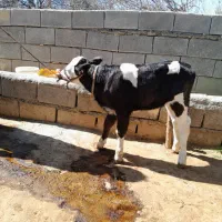 گاو شیری|حیوانات مزرعه|مسجد سلیمان, |دیوار