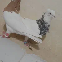 کبوتر طوقی|پرنده|اصفهان, سرشبادران|دیوار