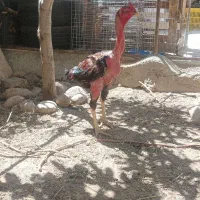 کود مرغی|لوازم جانبی حیوانات|معصومیه, |دیوار