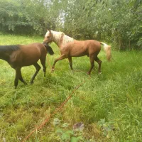 اسب وتجهیزات اسب سواری|اسب و تجهیزات اسبسواری|رودبنه, |دیوار