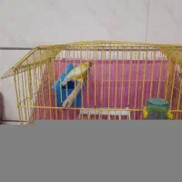 فنچ گلدین ماده مست اماده