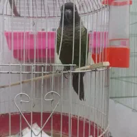 خانه پرندگان لاهیجان میدان جمهوری خیابان توحید|پرنده|لاهیجان, طالقانی|دیوار