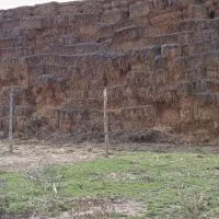 کاه امسالی کیلویی هشت