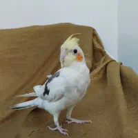 عروس هلندی اهلی اهلی|پرنده|چهارباغ, |دیوار