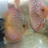 دیسکس|ماهی|تهران, تهران‌ویلا|دیوار