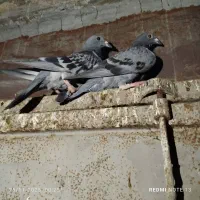 کبوتر جوجه پلاکی