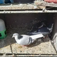 یک حفت ریش سیاه  نره ماده ساده سبز