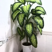 گل دیفین باخیا