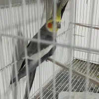 عروس هلندی سخنگو