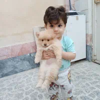 پامرین خوشگل فقط12میلیون