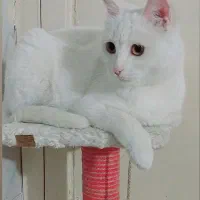 گربه پرشین اسکاتیش