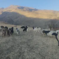 فروش گله بز با بزغاله|حیوانات مزرعه|سیلوانه, |دیوار