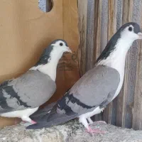 کبوتر دمگیر بدرنگ گچی واز بومی