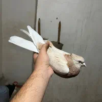 کفتر کبوتر زرد