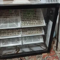 تخم بلدرچین نطفهدار بادرصد هچ بالا مخصوص جوجهکشی