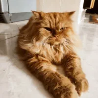پرشین نر
