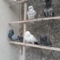 ۲۰طوق کبوتر پرشی|پرنده|تهران, جوادیه|دیوار