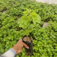 فروش نهال انگور با بهترین قیمت و کیفیت