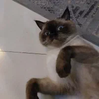 نژاد اسکاتیش هیمالین نژاد کمیاب نر می‌باشد|گربه|گلبهار, شهر جدید گلبهار|دیوار