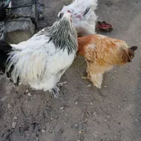 دوعددخروس ویک مرغ برهما