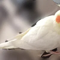 عروس هلندی لوتینو ماده