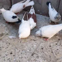 کبوتر دمی و دوکتی و تهرانی