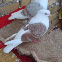 کبوتر|پرنده|بیرانوند, |دیوار