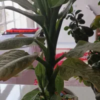 گل وکاکتوس سازگار ۶گلدان یک ملیون ودویست|گل و گیاه طبیعی|خمینی‌شهر, |دیوار