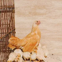 مرغ و خروس سبرایت بوف