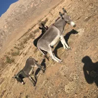 خر گله ای|حیوانات مزرعه|داران, |دیوار