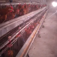 مرغ تخمگذار نژاد گلپایگانی