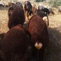 فروش ۱۵ راس میش با بره