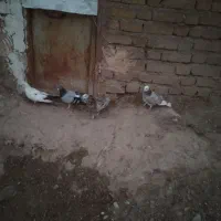 6عدد کفتر نر قیمت توافقی