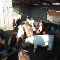 فروش‌بزغاله‌های‌چاق‌‌نر|حیوانات مزرعه|سیمین شهر, |دیوار