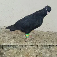 زاغ|پرنده|مسجد سلیمان, |دیوار