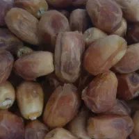 خرمای قصب