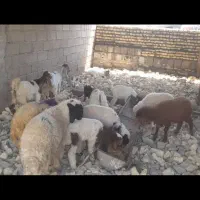 بره نر وماده گوسفند بز