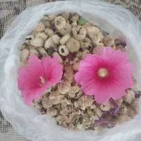 بذر گل ختمی هر۲۵۰ گرم ۱۰۰