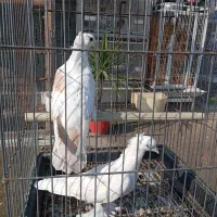 کبوتر پرشی و زینتی ولوازم|پرنده|دابودشت, |دیوار