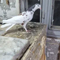 ۸ عدد کفتر خوب   قیمت مفت|پرنده|تهران, بهارستان|دیوار