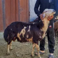 فروش بره نر پلنگی یک ساله