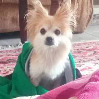 سگ پامرین روباهی پدر و مادر روباهی خالص ماده