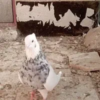 طوقی، کفتر، کبوتر،